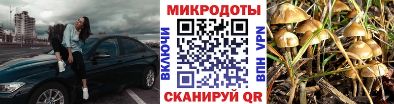 Галлюциногенные грибы Psilocybe где найти наркотики Саки